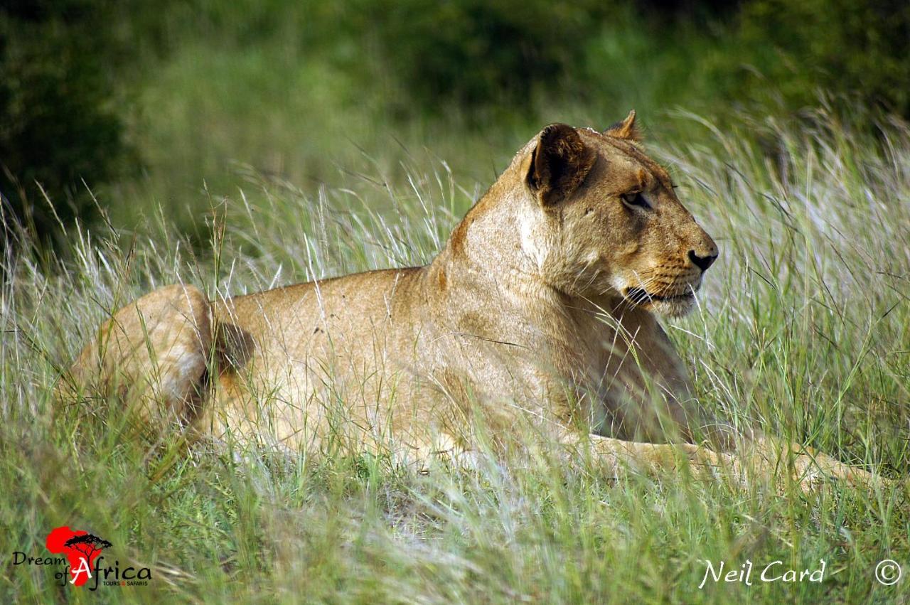 מרלות' פארק Dream Of Africa Bush Lodge מראה חיצוני תמונה