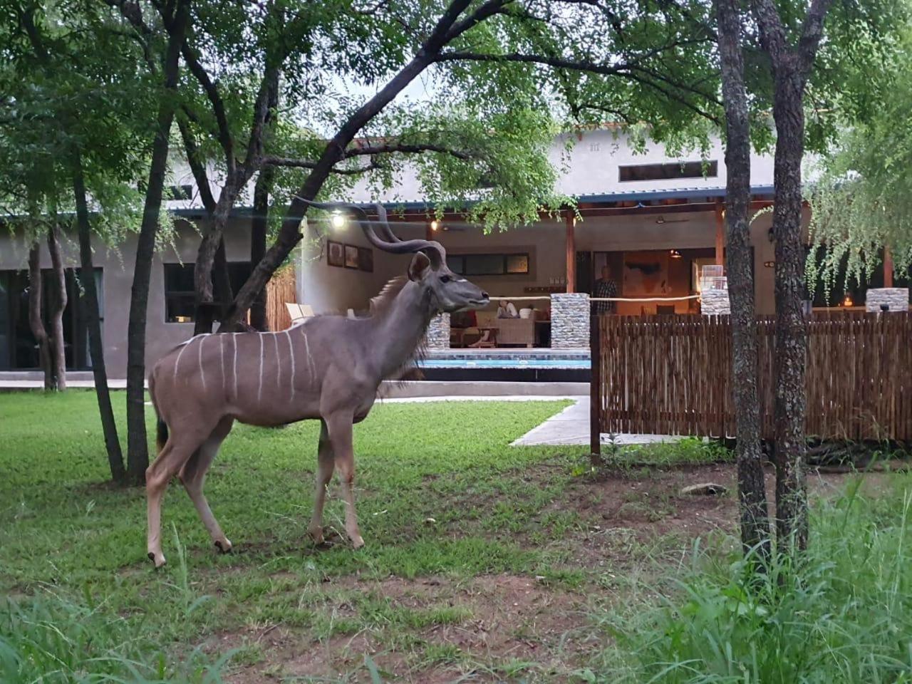 מרלות' פארק Dream Of Africa Bush Lodge מראה חיצוני תמונה